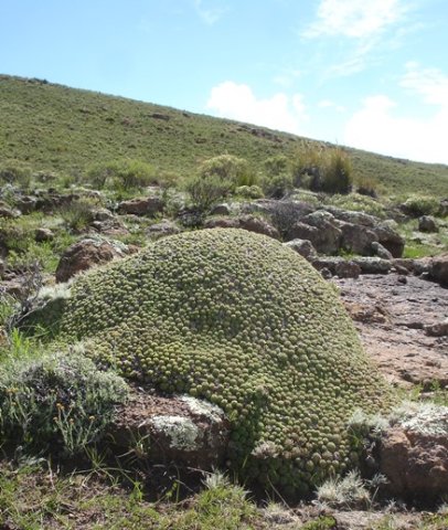 Euphorbia pulvinata, pleased to meet you!